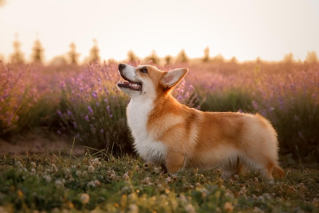 Corgi-hond in een lavendelveld