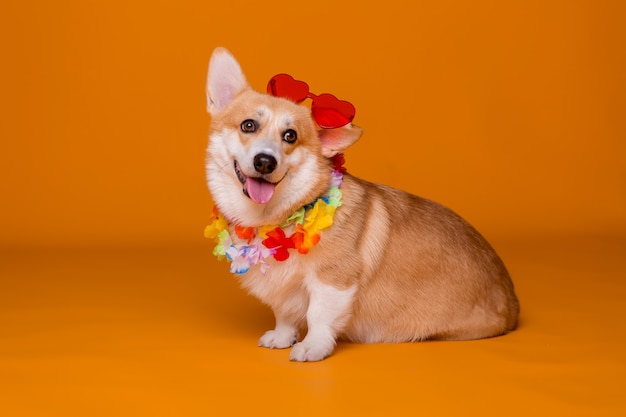 Corgi hond in zonnebril en Hawaiiaanse kralen op geel