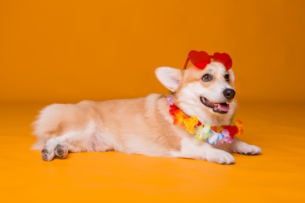 Corgi-hond in zonnebril en Hawaiiaanse parels op gele achtergrond