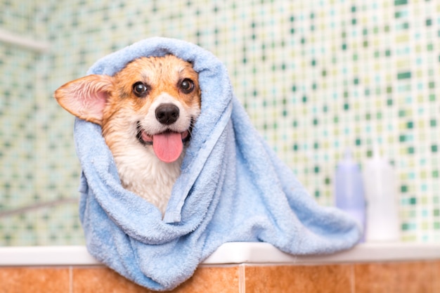 Corgi hond met handdoek na wassen in de badkamer