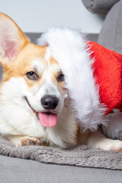 Corgi hond met kerstmuts