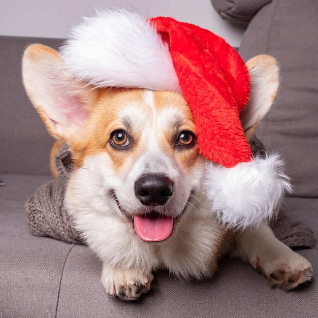 Corgi hond met kerstmuts