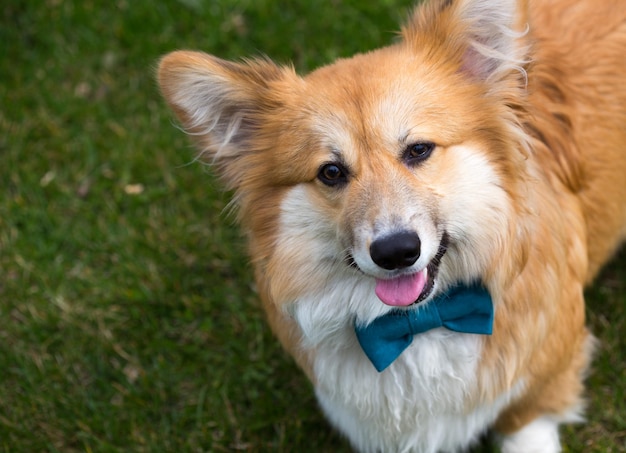 Corgi hond op een gras close-up