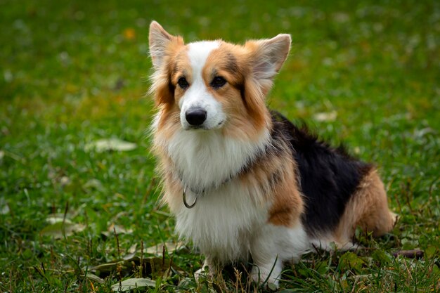 Corgi hond op een groen veld. Detailopname..