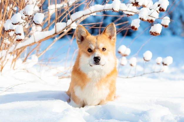 corgi hond op een wandeling in de wintersneeuw
