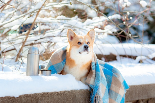 corgi hond op een wandeling in het winterbos gewikkeld in een deken