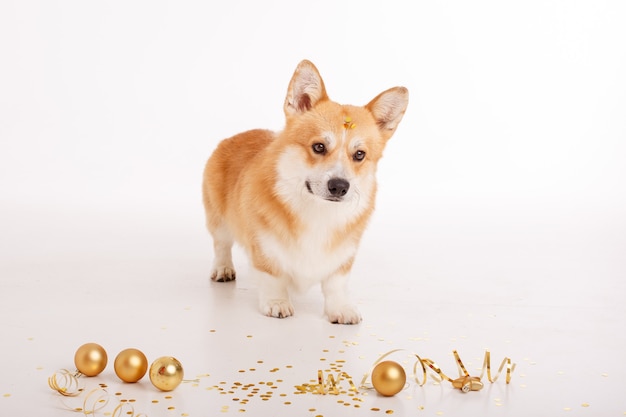 Corgi-hond op wit viert nieuw jaar, Kerstmis