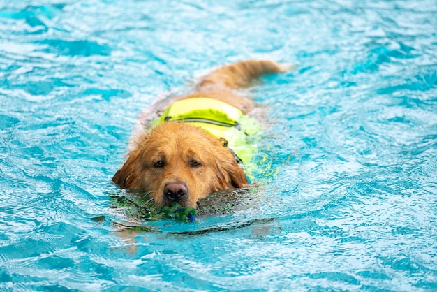 Foto corgi hond puppy spelen bij het zwembad