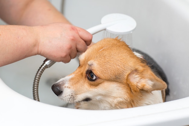 Corgi hond wast in de badkamer. Huisdierverzorging