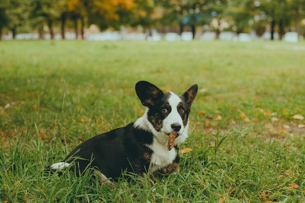 Corgi hond zittend op het gras