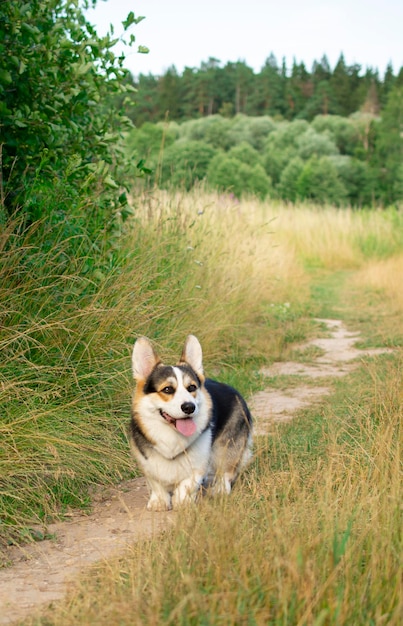 Foto corgi hond zomer glimlach hond zomer