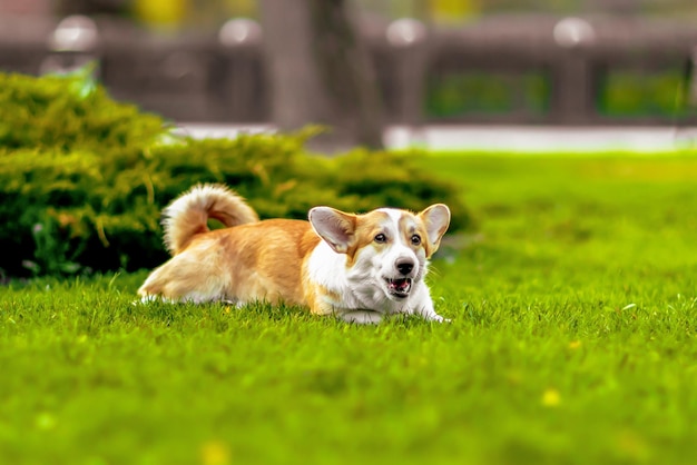 Corgi hond