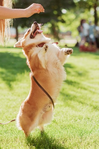 Corgi-hondencommandotraining om op een zonnige dag op twee benen te staan