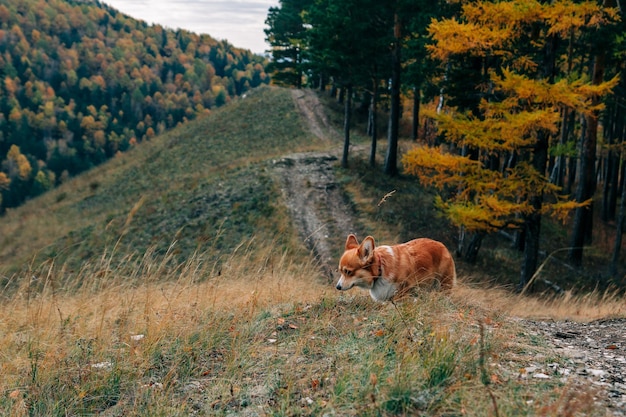 Corgi in de herfstbergen Hondenwandelen