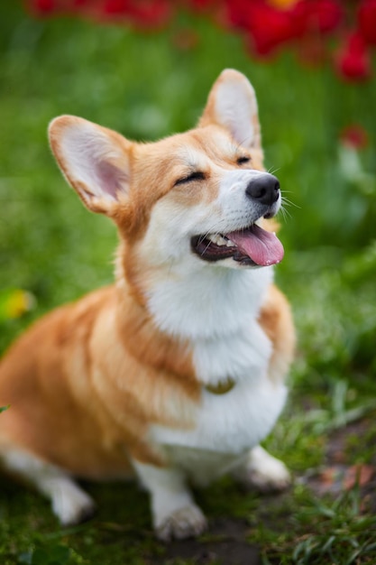 Corgi in lentebloemen