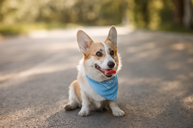 Photo corgi lies on the asphalt. corgi suffers from a sweltering heat