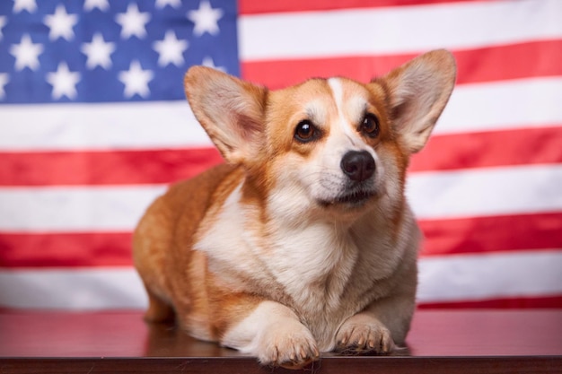 Corgi liggend voor de Amerikaanse vlag