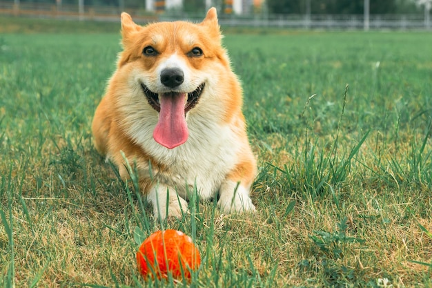 ボールの横の芝生に横たわっているカメラを見ているコーギー