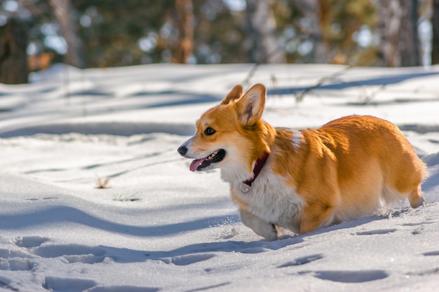 Corgi loopt door een sneeuwbank in een zonnig besneeuwd bos