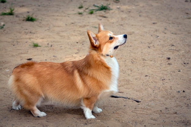 Corgi op de hondenshow. Poseren voor de jury..