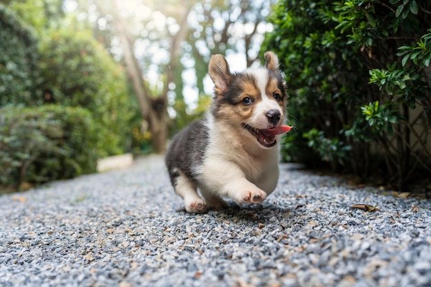 舌を出して庭を歩くコーギー・ペンブロークの子犬