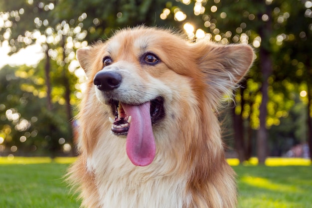 Corgi pluizig portret