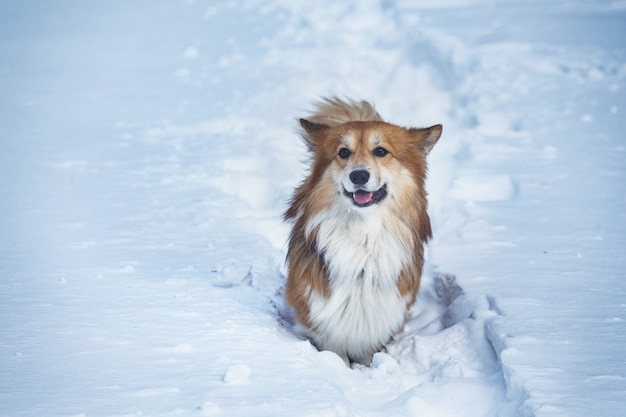 Corgi pluizige hond in de buitenlucht. close-up portret in de sneeuw. wandelen in de winter