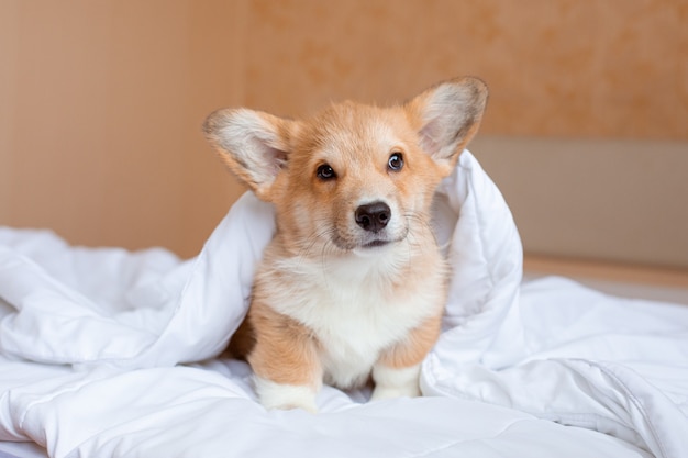 Corgi puppy on the bed under the blanket