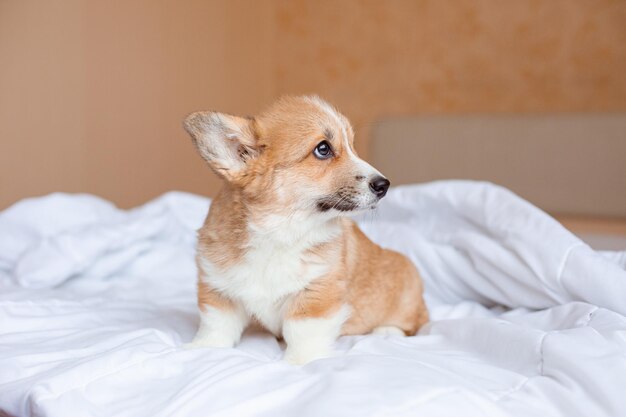 毛布の下のベッドのコーギー子犬