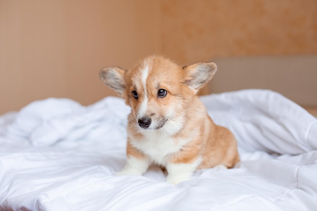 毛布の下のベッドのコーギー子犬