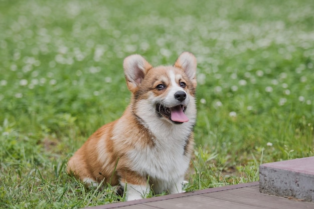 Corgi puppy dog running in a field of flowers