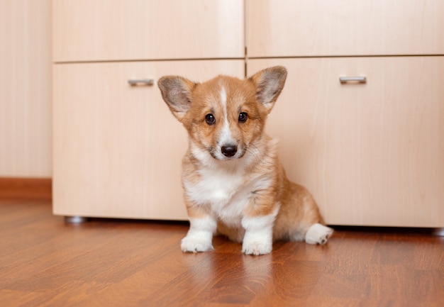 床に家でコーギーの子犬