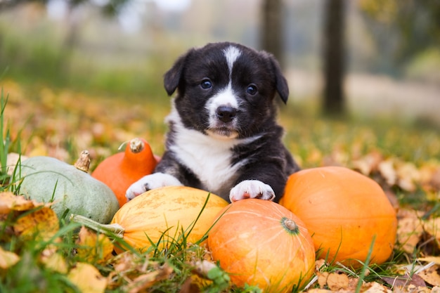 Corgi puppy hondje met een pompoen