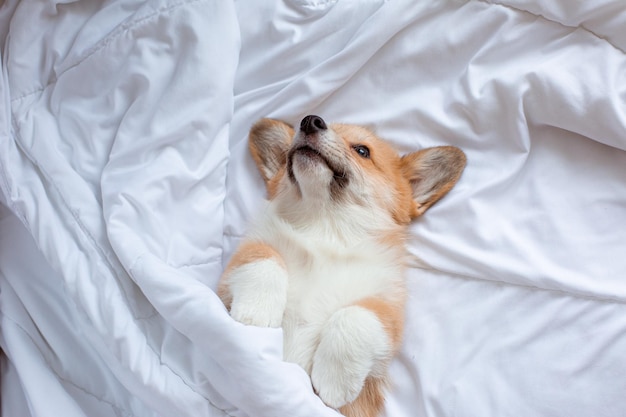 Corgi puppy lies under the blanket sleeping on the bed, top view