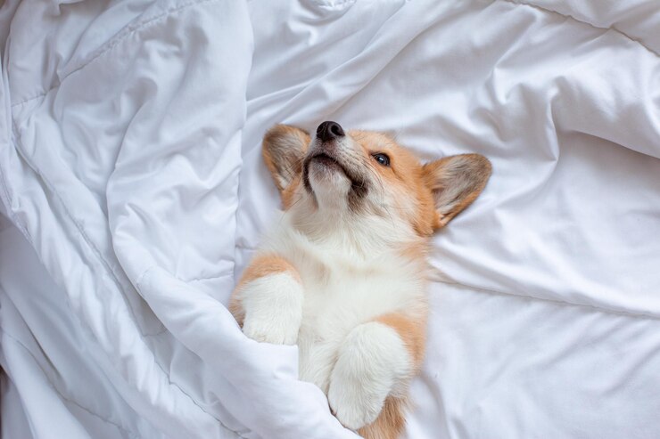 Corgi 강아지는 침대에서 자고 있는 담요 아래에 누워 있습니다.