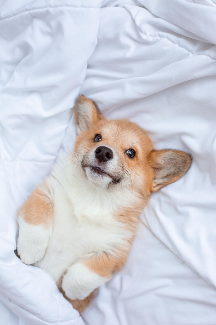 Corgi 강아지는 침대에서 자고 있는 담요 아래에 누워 있습니다.