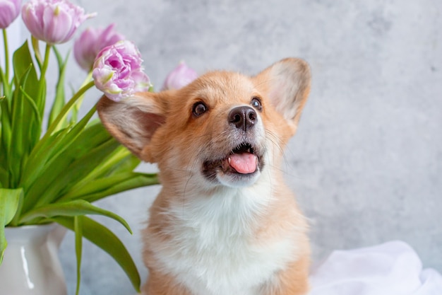 チューリップの花束の近くのコーギー子犬