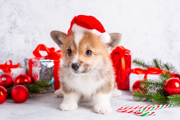 Corgi puppy in santa claus hat on christmas background with gifts