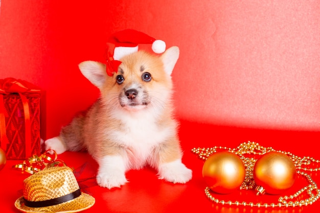 Corgi puppy in santa hat on red background christmas, new year