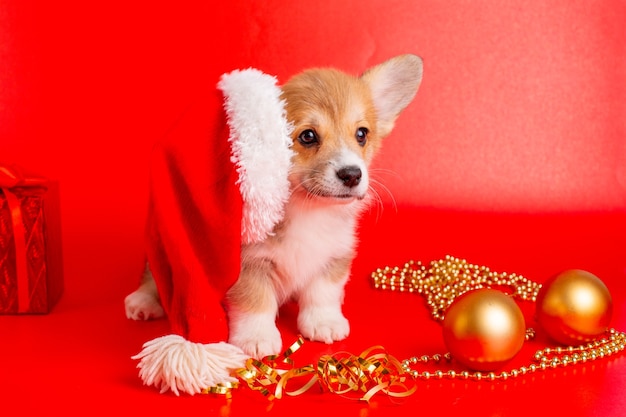 Corgi puppy in santa hat on red background christmas, new year