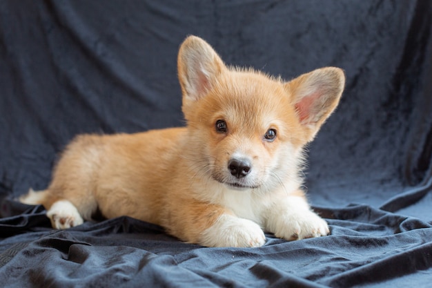 Corgi puppy sitting on a dark fabric