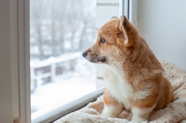 Corgi puppy sitting on the window looking out the window