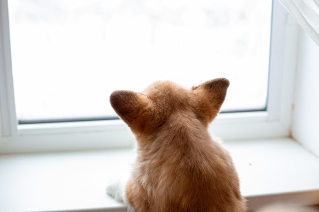 Corgi puppy sitting on the window looking out the window