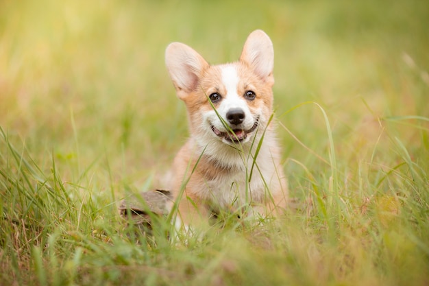 夏の散歩のコーギー子犬