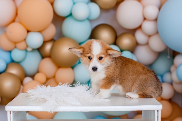 Corgi puppy Welsh Pembroke zittend op een achtergrond van ballonnen