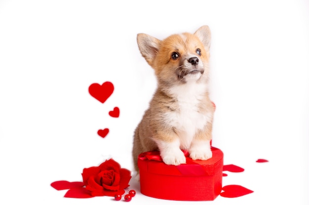 Corgi puppy on a white background with a box in the form of a heart hearts Valentine's day