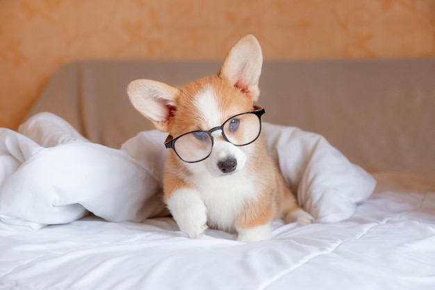 A corgi puppy with glasses reads books in bedroom