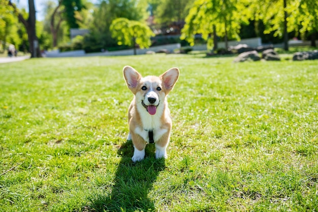 Corgi puppy zit op een groen gazon op een zonnige dag