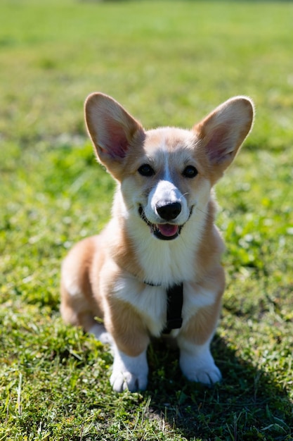 Corgi puppy zit op een groen gazon op een zonnige dag