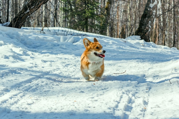 Corgi rent langs een pad in een zonnig besneeuwd bos